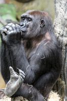 Catch AND Harmonica? NO Problem!!