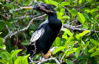 Anhinga