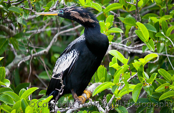 Anhinga