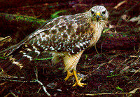 Red Shouldered Hawk