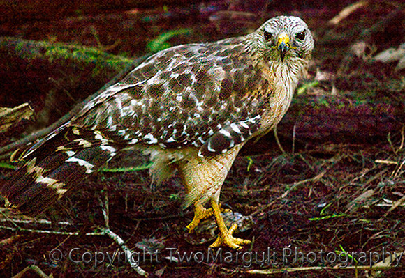 Red Shouldered Hawk