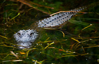 Alligator's Menacing Pose