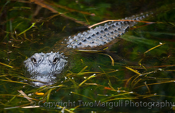 Alligator's Menacing Pose