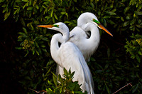 Pair of Egrits