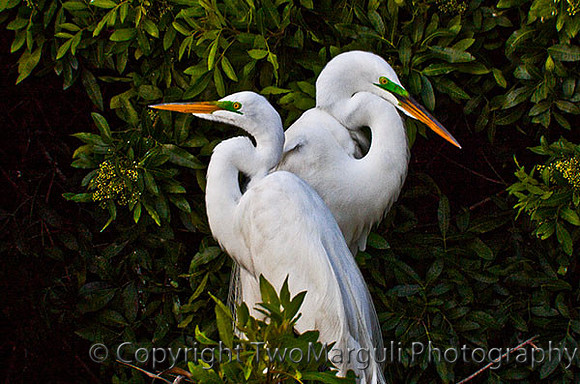 Pair of Egrits