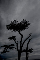 Big Sur