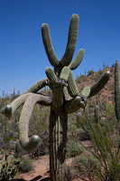 Committee Cactus