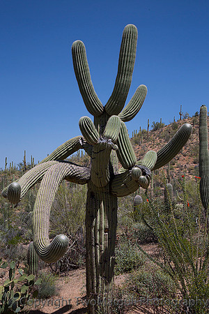 Committee Cactus