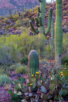 Saguaro National Park (AZ)