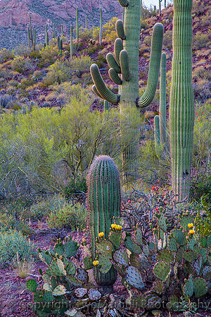 Saguaro National Park (AZ)