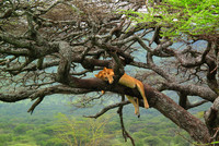 Animals