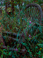 Plantings